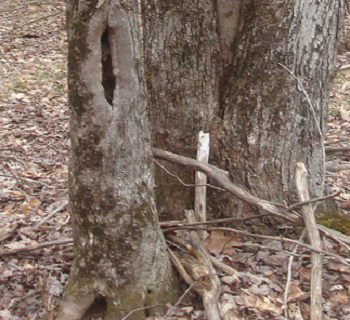 BURL ON LIVE TREE